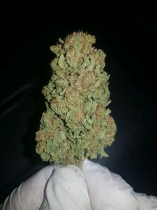 Sumidad florida de cannabis sostenida con guante durante una inspección técnica