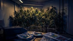 Plantas de cannabis en cultivo interior junto a una balanza de precisión y bolsas de evidencia